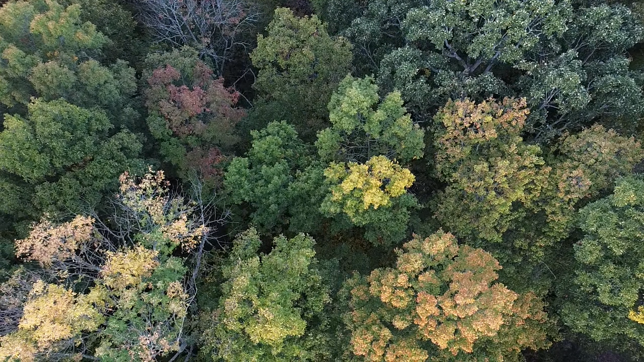 Voice of the forest